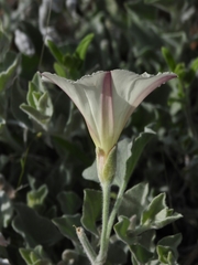 Calystegia malacophylla pedicellata