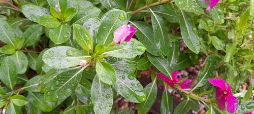 Madagascar Periwinkle