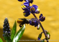 Megachile amparo