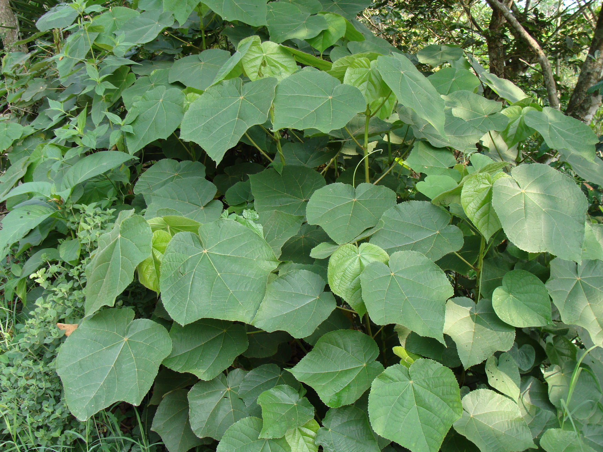 Mexican Rosetree (Dombeya ×)