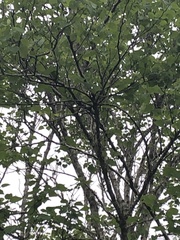 Plagianthus regius