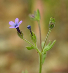Allophyllum gilioides violaceum