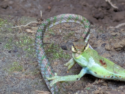 Despax's Parrot Snake