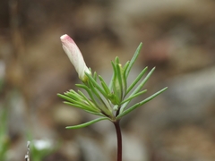Linanthus dichotomus