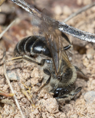 Andrena erythronii