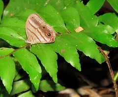 Magneuptychia harpyia