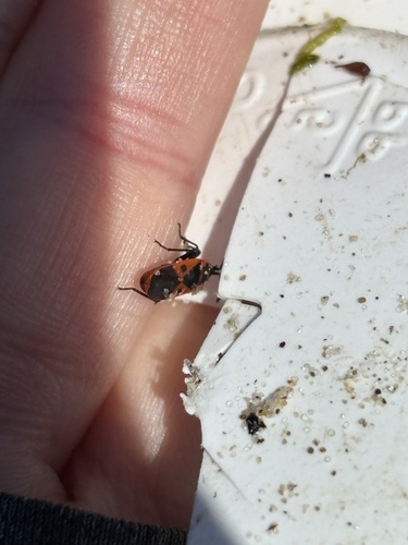 iNaturalist observation photo of Mediterranean red bug