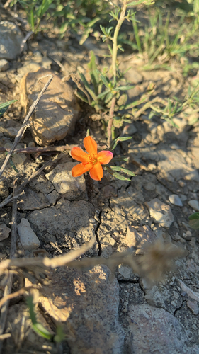 Orange Flameflower
