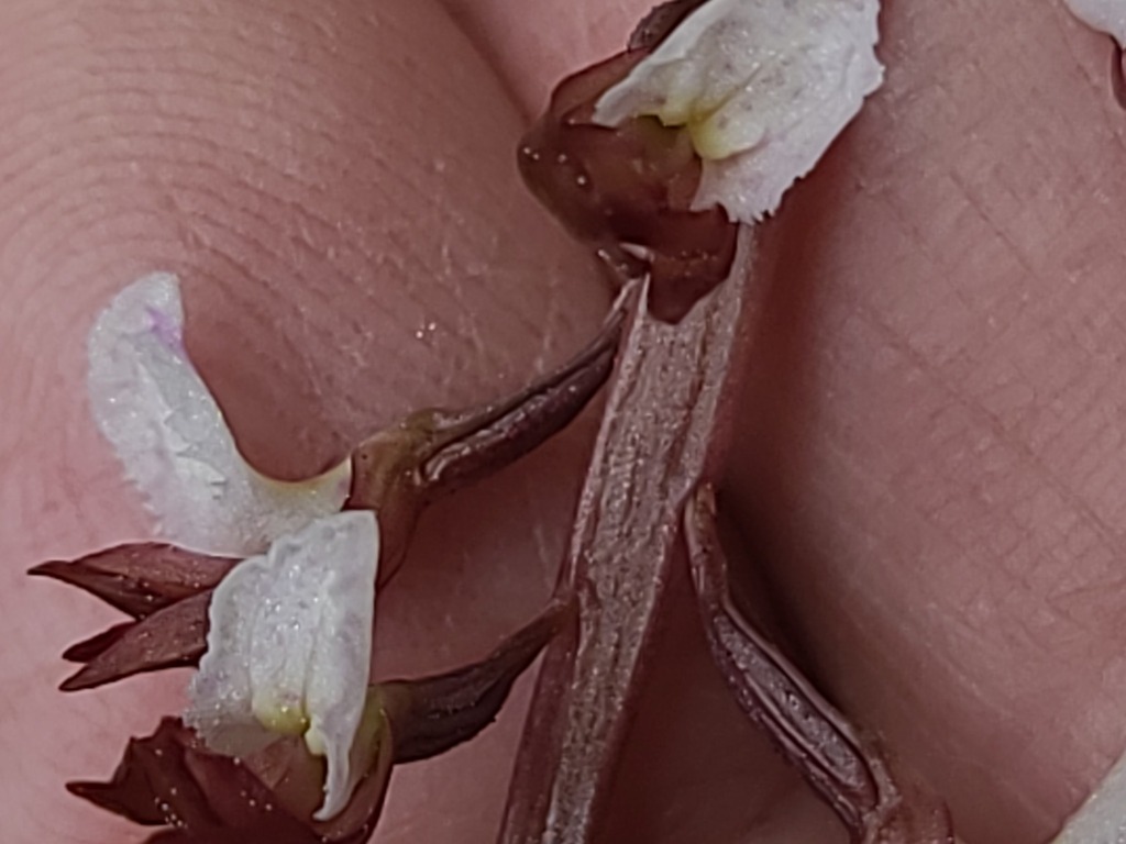 Corallorhiza wisteriana; photograph author not stated, no rights reserved