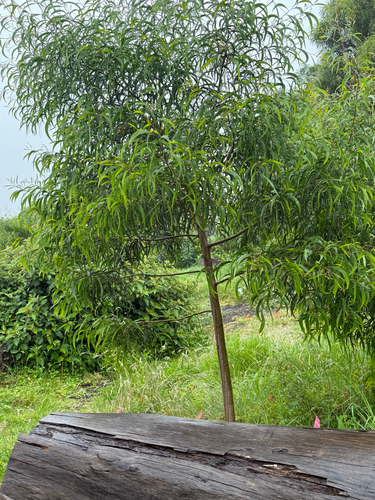 Acacia koa observed 2026-06-10