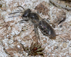 Andrena erythronii