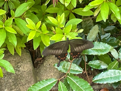 Red Helen Swallowtail