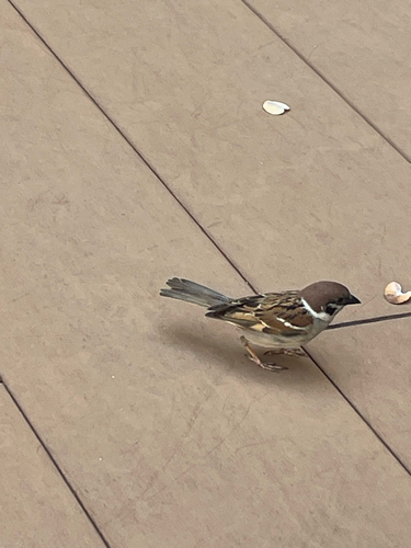 Eurasian Tree Sparrow