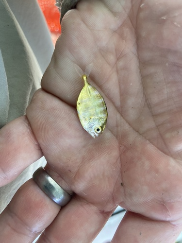 Atlantic Crevalle Jack
