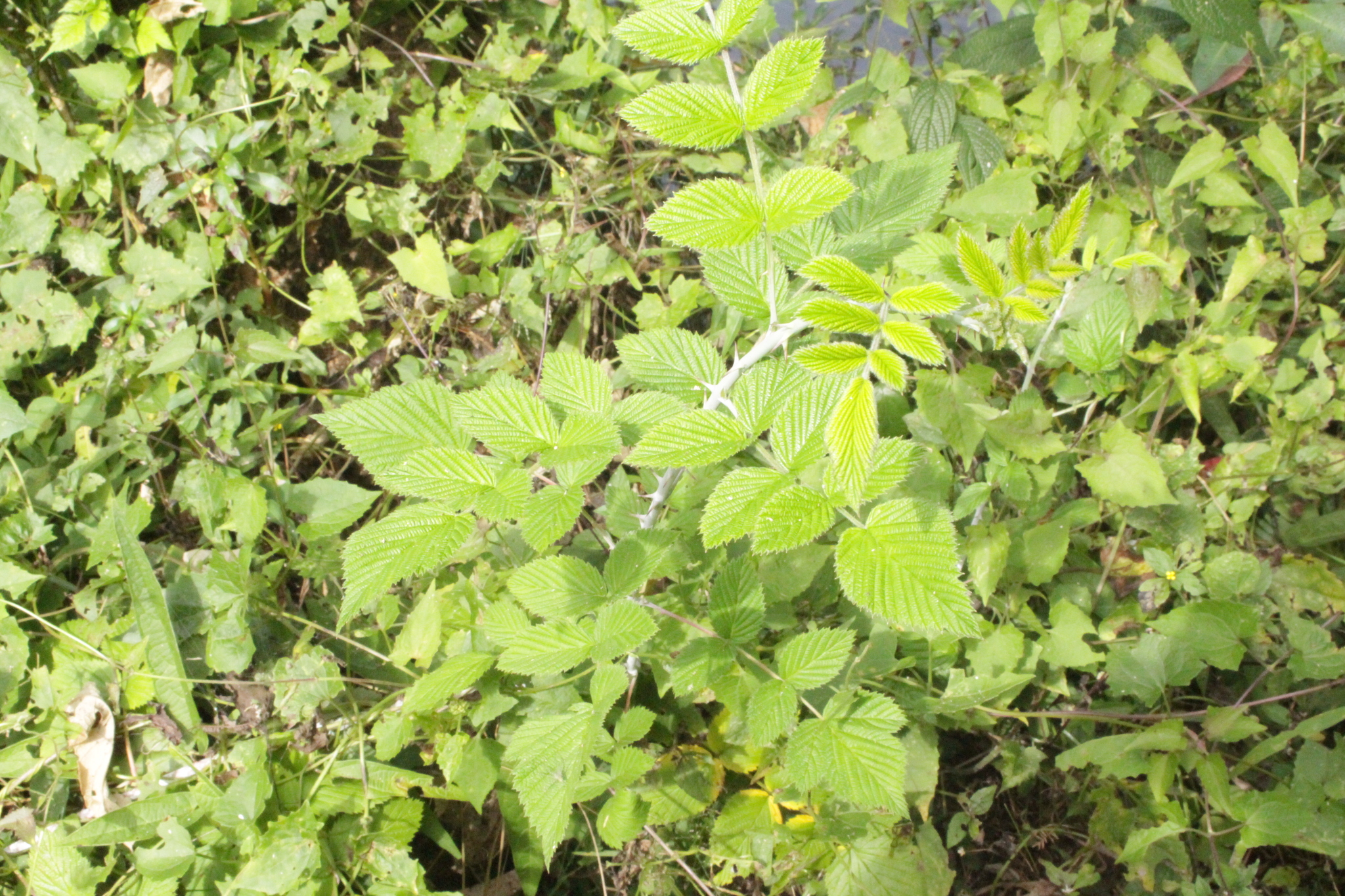 Rubus niveus