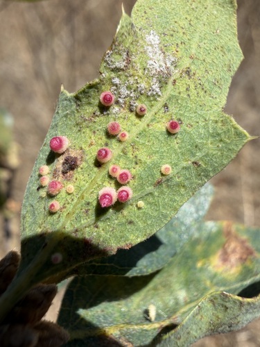iNaturalist observation photo of Crystalline Gall Wasp