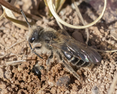Andrena erythronii