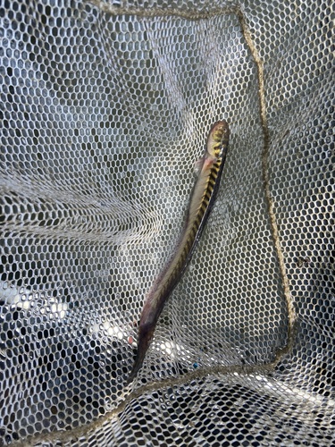 Violet Goby