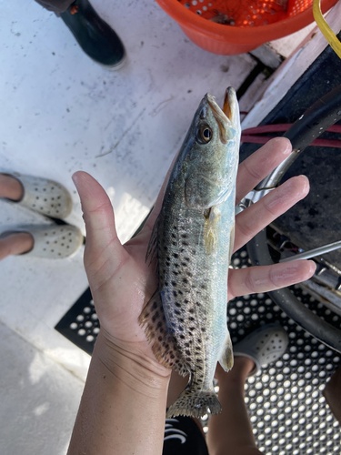 Spotted Seatrout