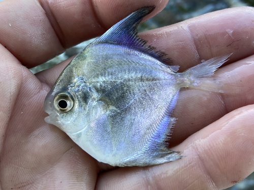 Harvestfish