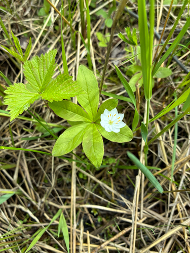 northern starflower