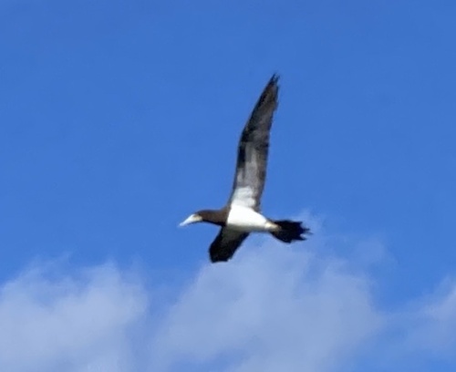 Brown Booby