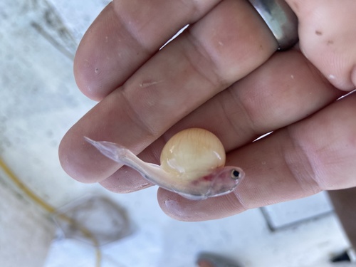 Gafftopsail Catfish