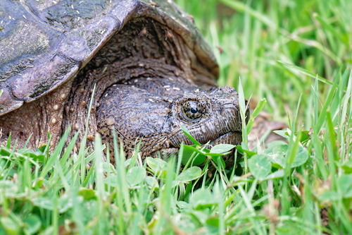 Snapping Turtle