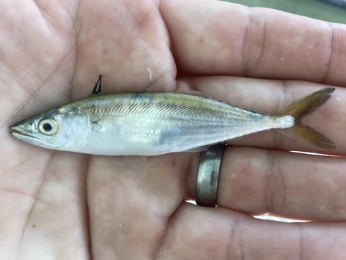 Atlantic Spanish Mackerel