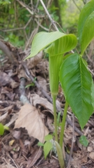 Arisaema triphyllum