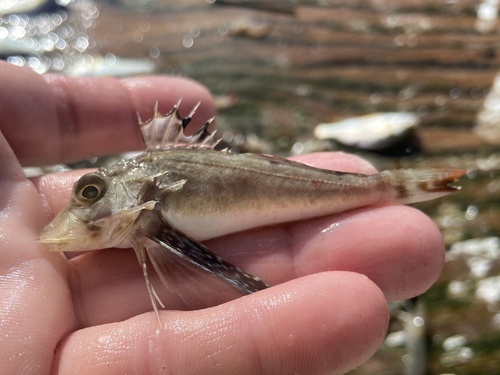 Bigeye searobin (Prionotus longispinosus) — Triglidae