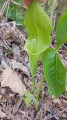 Arisaema triphyllum