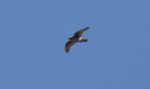 Prairie Falcon