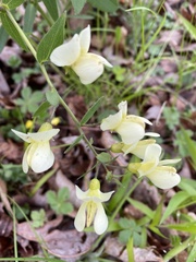 Baptisia bracteata