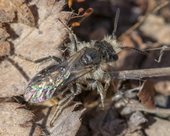 Andrena erythronii