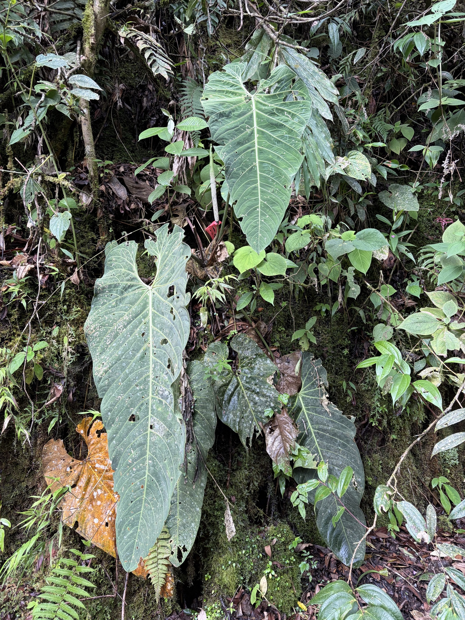 Anthurium sanguineum Engl. 2