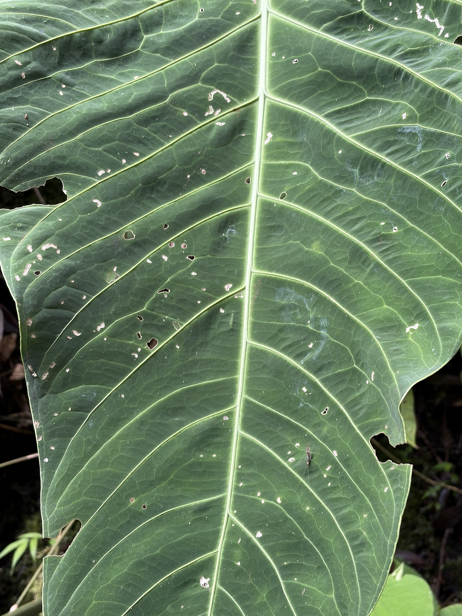Anthurium sanguineum Engl. 3