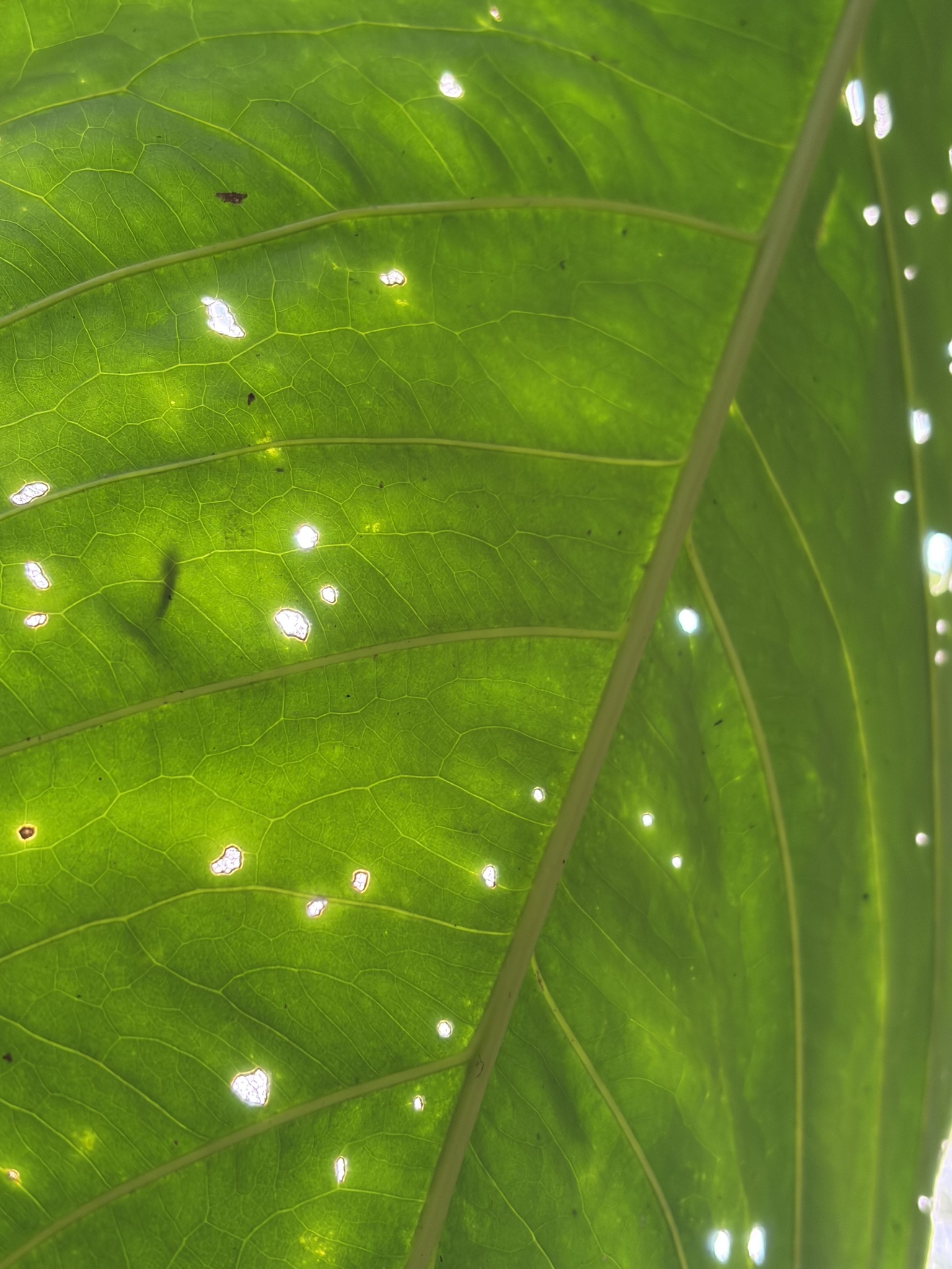 Anthurium sanguineum Engl. 4