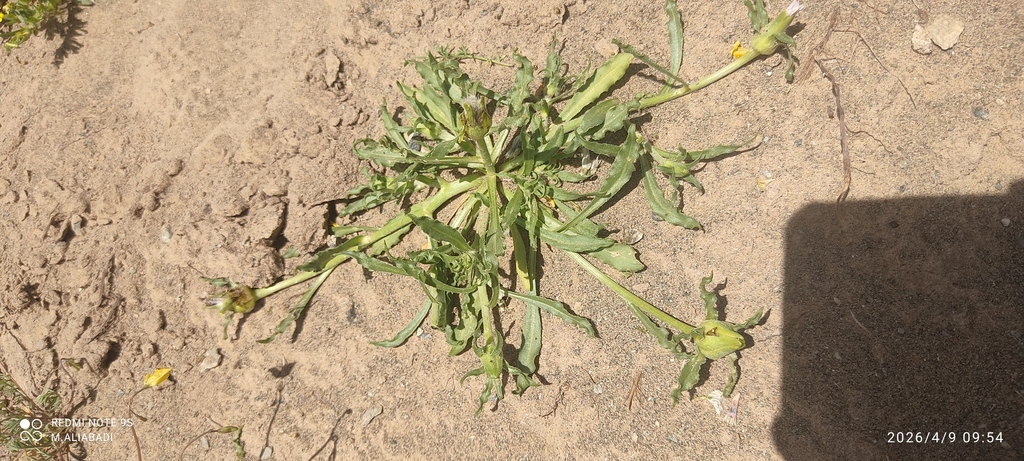 Epilasia acrolasia
