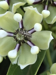 Chrysoperla plorabunda