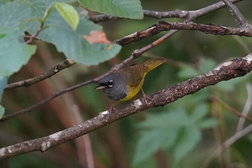 MacGillivray's Warbler