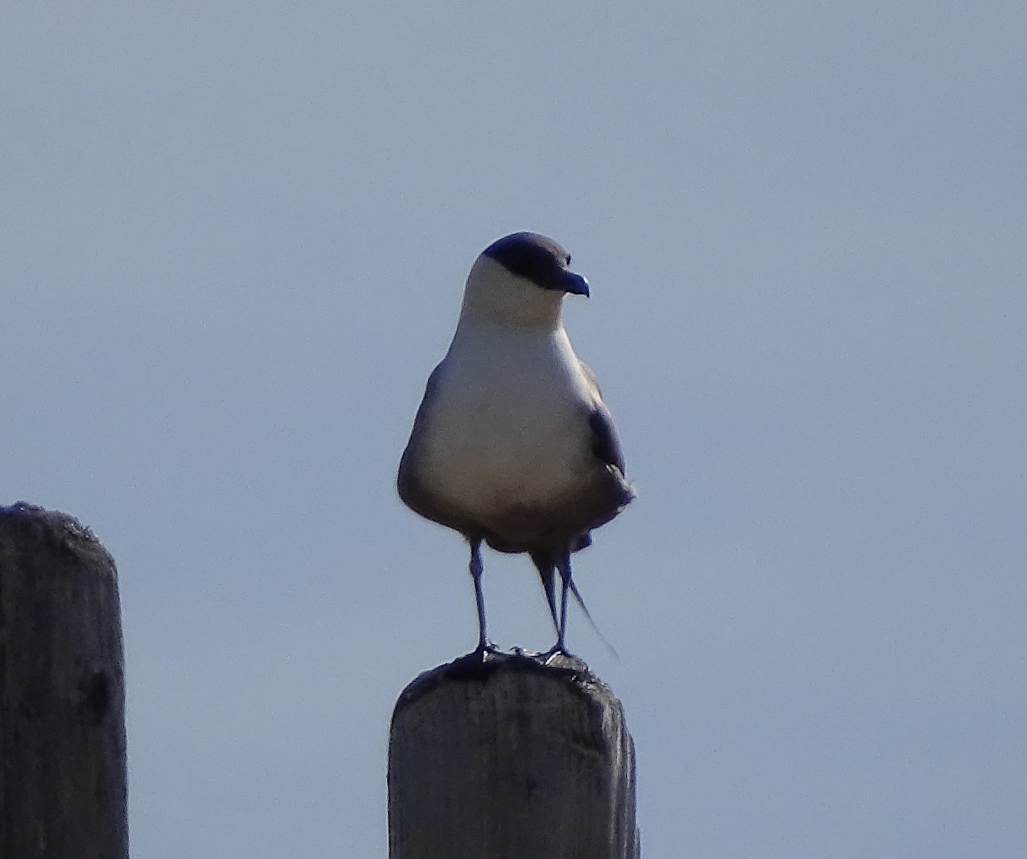 Long-tailed Jaeger (Stercorarius longicaudus), photo 3