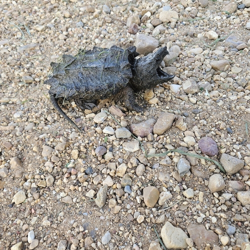 Alligator Snapping Turtle observed by lordsuperbeast