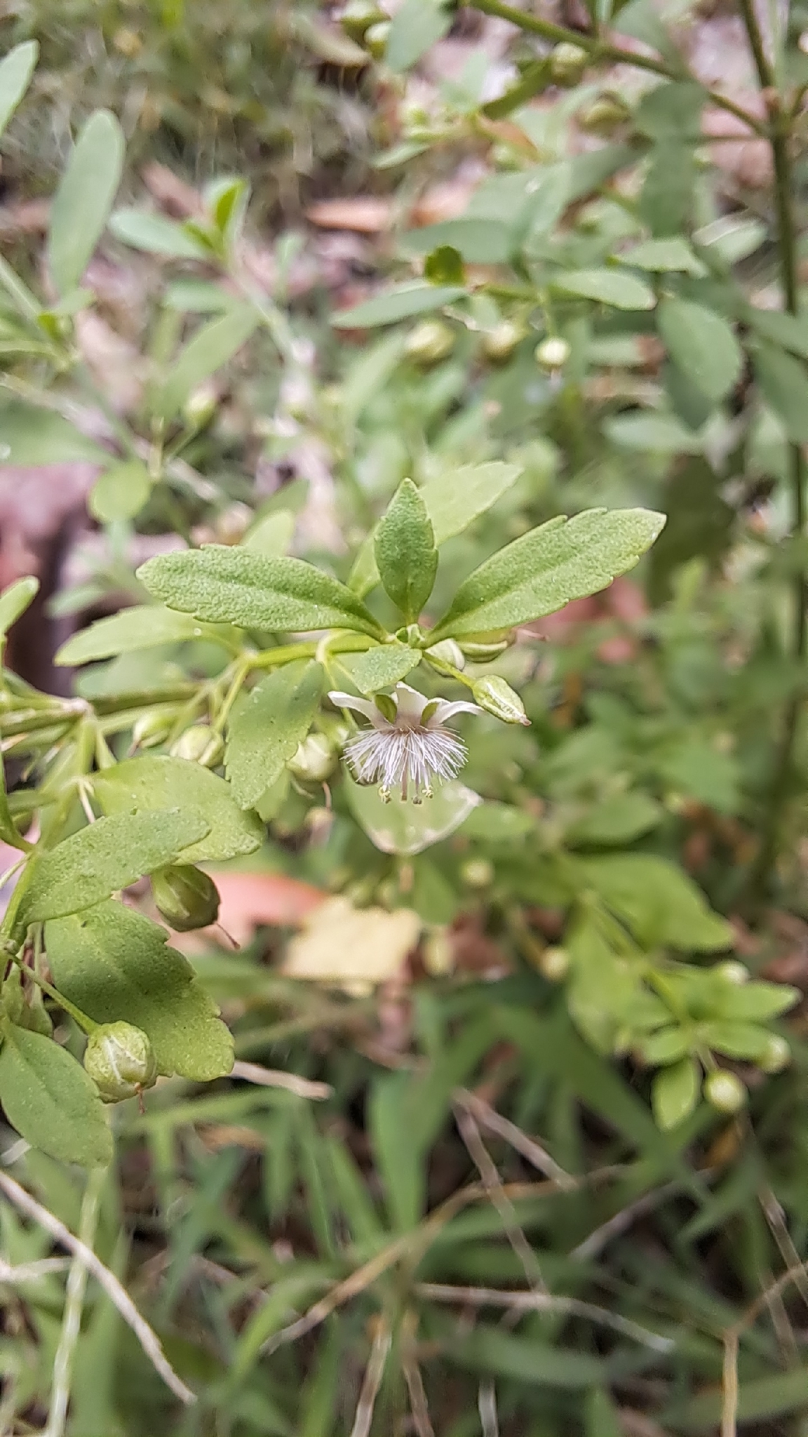 Scoparia dulcis — ảnh 2