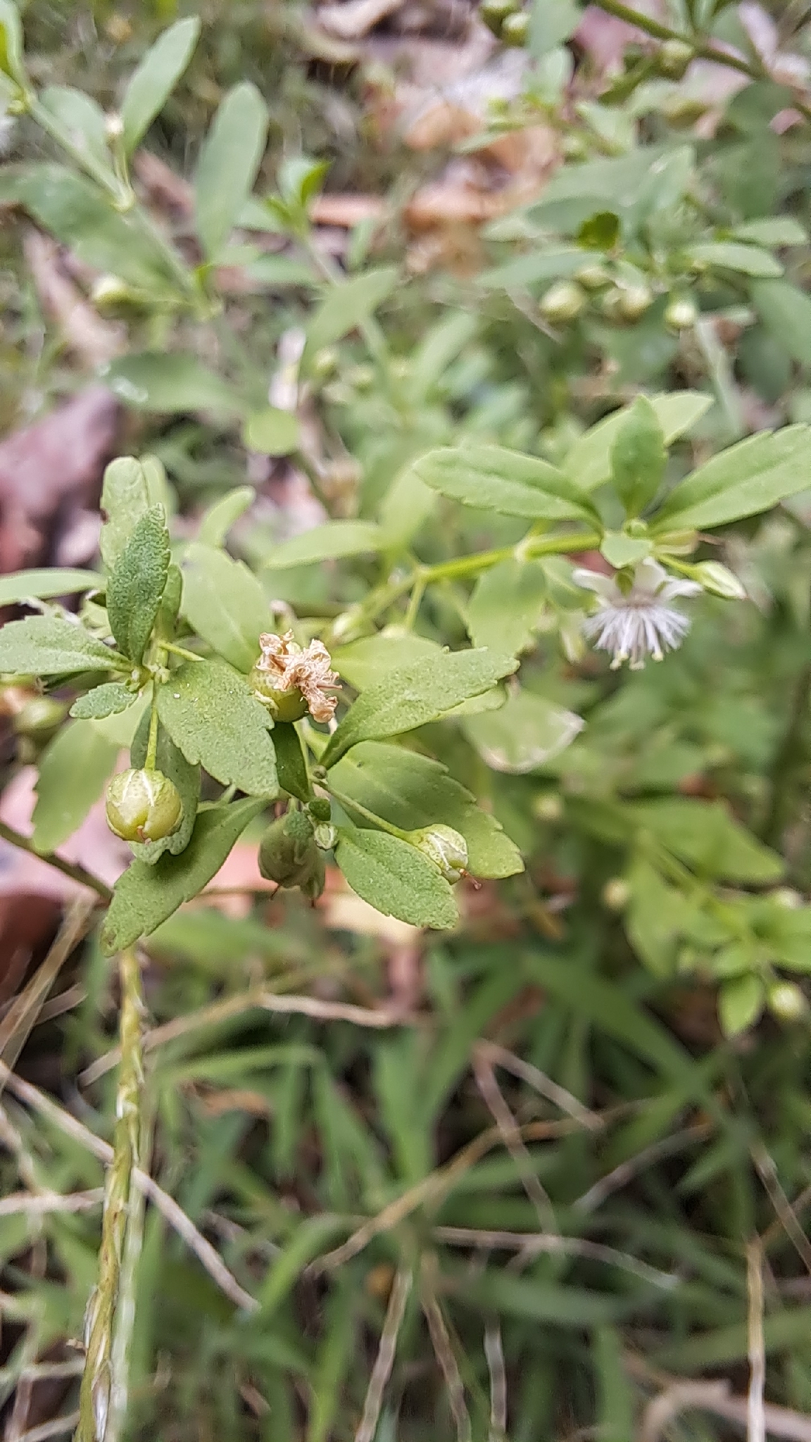 Scoparia dulcis — ảnh 3