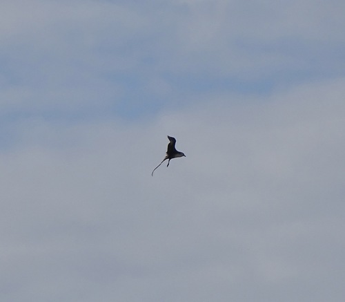 Long-tailed Jaeger (Stercorarius longicaudus), photo 4