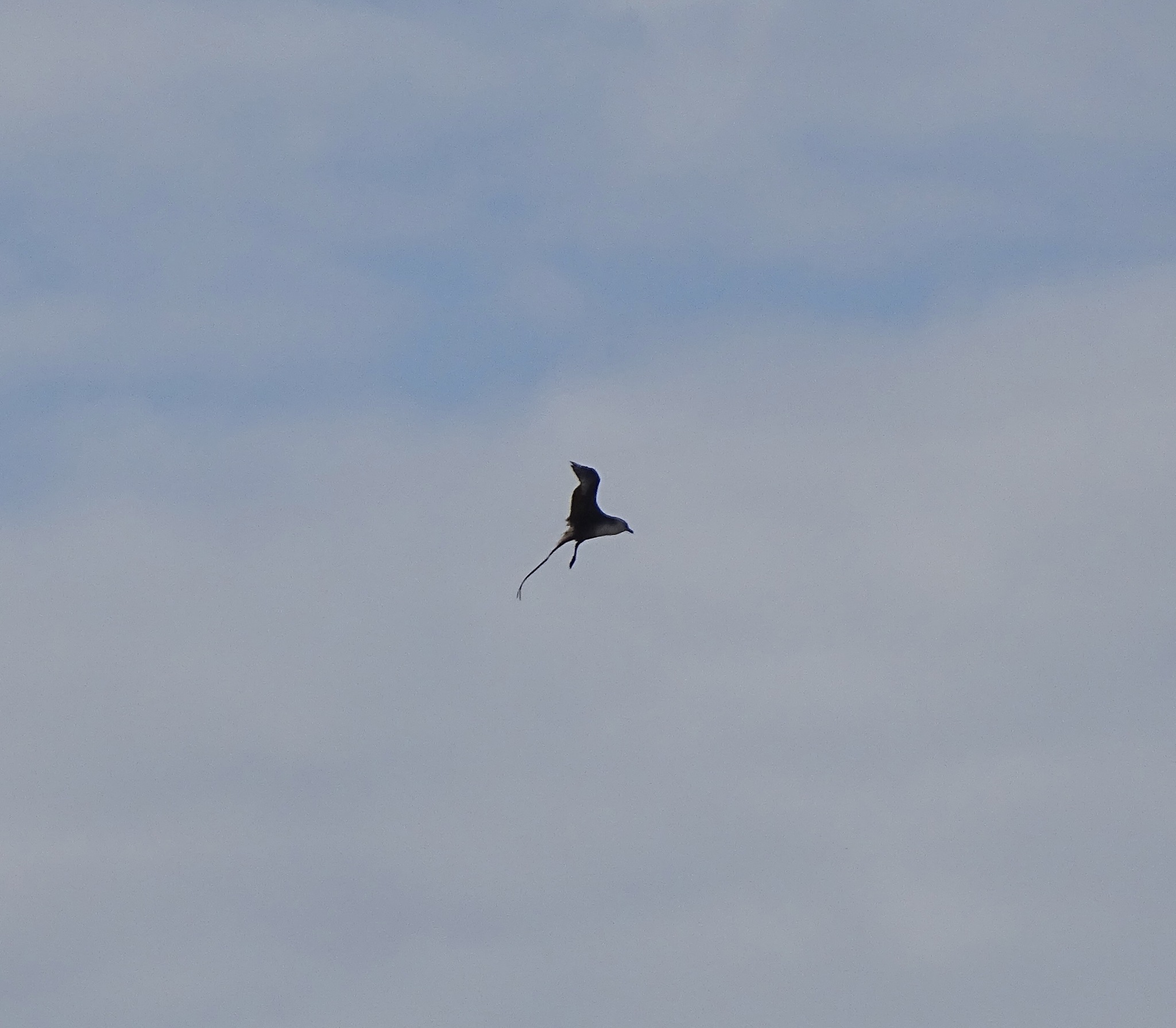 Long-tailed Jaeger (Stercorarius longicaudus), photo 4