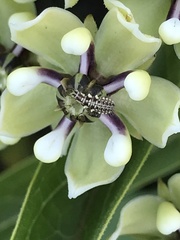 Chrysoperla plorabunda