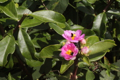 Pereskia grandifolia