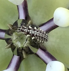 Chrysoperla plorabunda